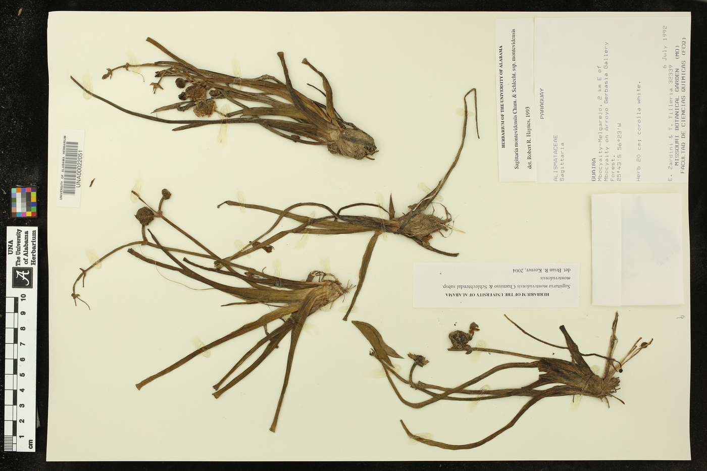 Sagittaria montevidensis subsp. montevidensis image