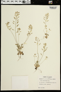 Draba cuneifolia image