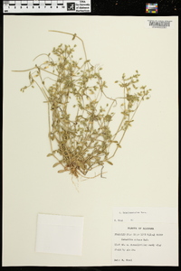 Cerastium brachypetalum image