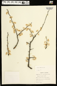 Prunus umbellata image