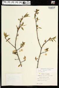 Prunus mexicana image