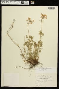 Glandularia canadensis image