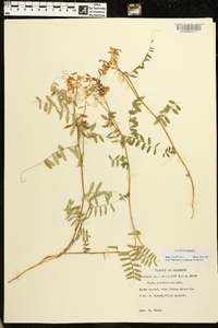 Vicia caroliniana image