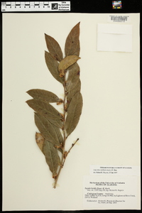 Leucothoe axillaris image