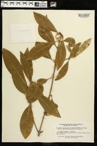 Osmanthus americanus image