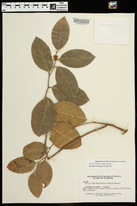 Leucothoe axillaris image