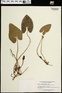 Hexastylis arifolia image