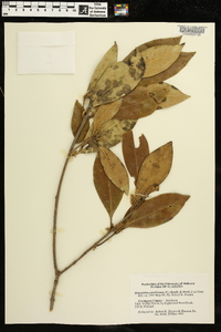 Osmanthus americanus image