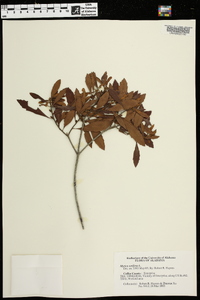 Myrica cerifera image