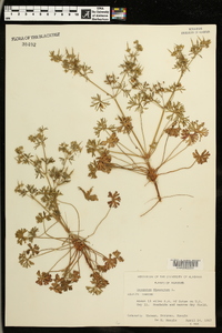 Geranium dissectum image