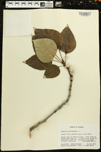 Populus balsamifera image