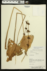 Echinodorus longiscapus image
