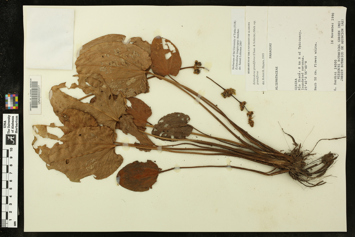Echinodorus longiscapus image