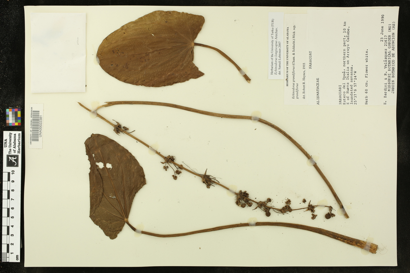 Echinodorus longiscapus image