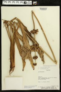 Echinodorus longipetalus image