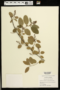 Berchemia scandens image