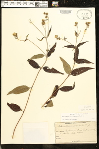 Helianthus microcephalus image