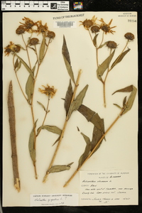 Helianthus giganteus image