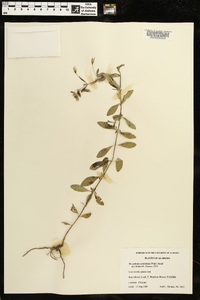 Mecardonia acuminata image