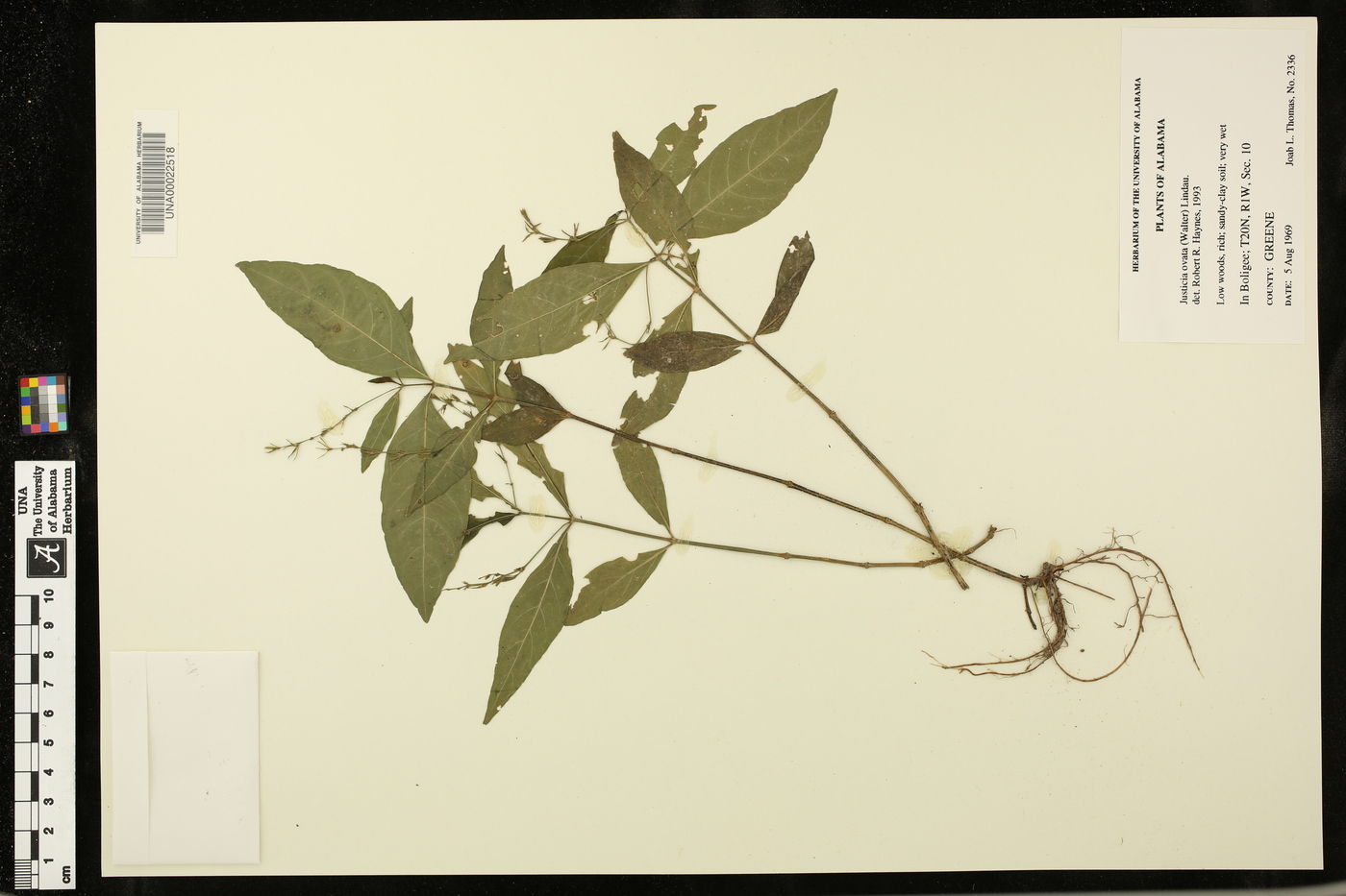 Justicia ovata image