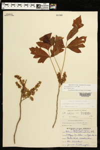 Toxicodendron pubescens image