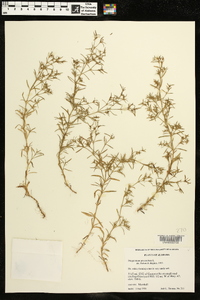 Polypremum procumbens image