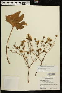 Silphium compositum var. compositum image