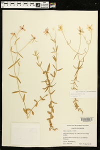 Sabatia campanulata image