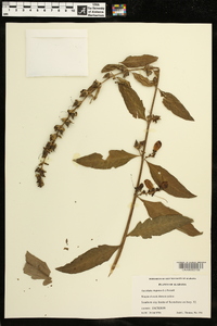 Aureolaria virginica image