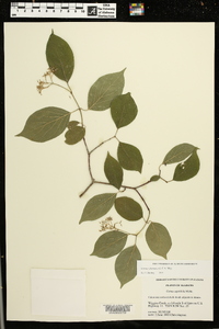 Cornus drummondii image