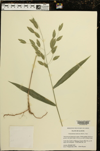 Chasmanthium latifolium image