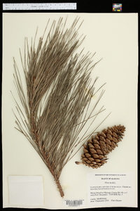 Pinus taeda image