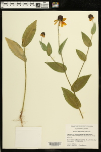 Rudbeckia amplexicaulis image