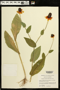 Rudbeckia amplexicaulis image