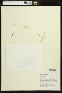 Najas filifolia image