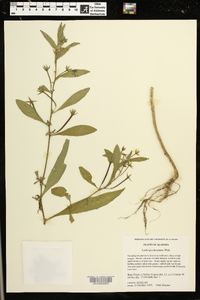 Ludwigia decurrens image