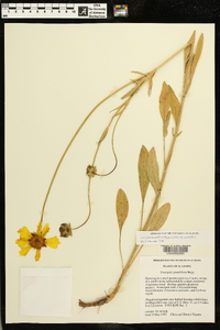 Coreopsis grandiflora var. grandiflora image