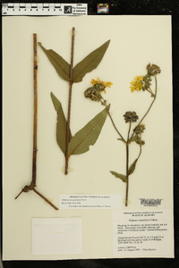 Silphium integrifolium image