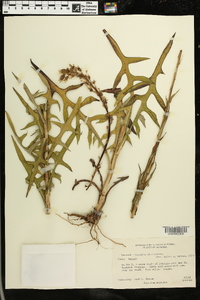 Lactuca floridana image