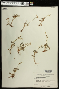 Oxalis corniculata image