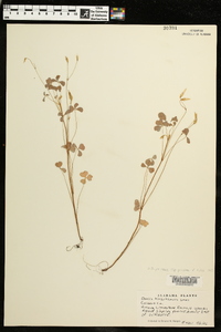 Oxalis priceae subsp. priceae image