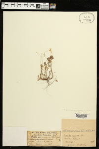 Oxalis priceae image