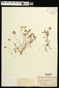 Oxalis priceae image