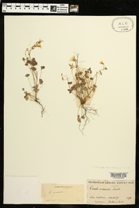 Oxalis priceae image