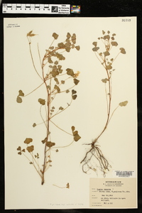 Oxalis priceae image