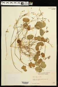 Oxalis rubra image