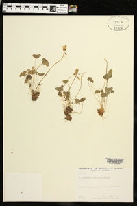 Oxalis violacea image