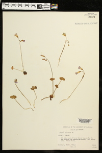 Oxalis violacea image