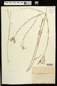 Linum floridanum image