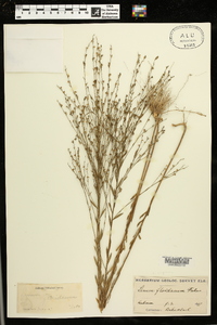 Linum floridanum image